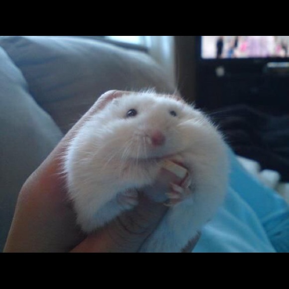 Meet your Posher, Stephanie - Picture 2 of 7